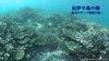 C-2:The sea of the Kii peninsula - The northernmost sea with coral reef -(3min)/2013