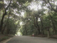 画像:明治神宮の森